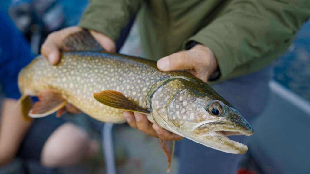 Fish Image