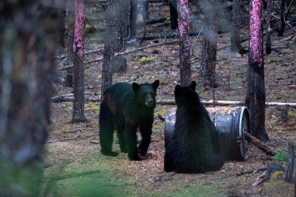Black Bear Hunts
